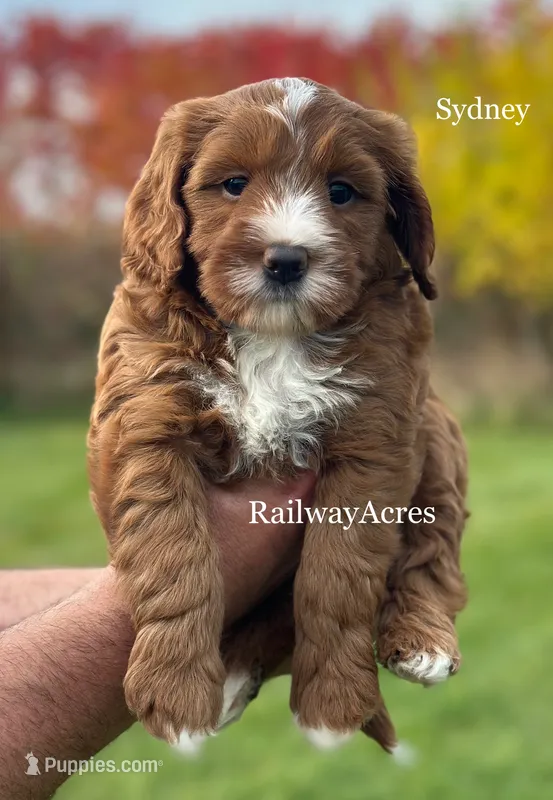 Sydney – Miniature Goldendoodle puppy for sale in Milford, IN