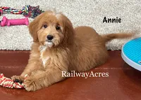 Annie-Mini, a female Goldendoodle for sale in Milford, IN – 2 of 4