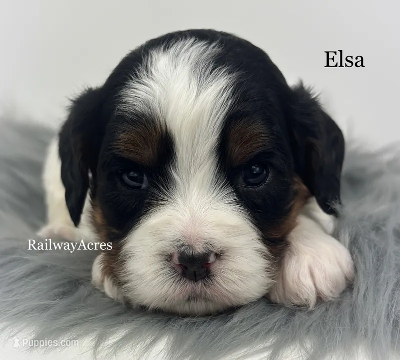 Elsa – Cavapoo puppy for sale in Milford, IN