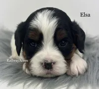 Elsa, a female Cavapoo for sale in Milford, IN – 1 of 6