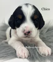 Chico-Petite, a male Miniature Goldendoodle for sale in Milford, IN – 1 of 2