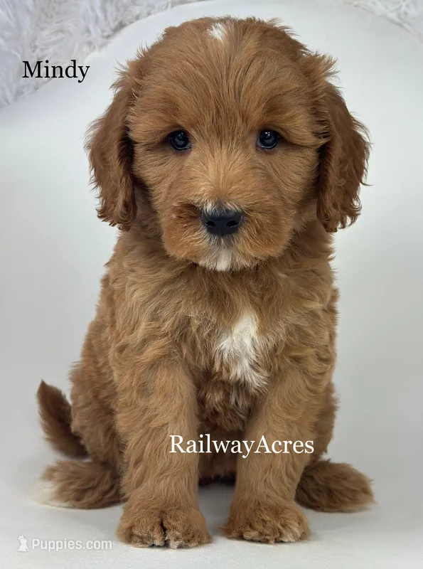Mindy-Medium – Goldendoodle puppy for sale in Milford, IN