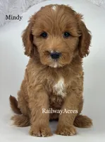 Mindy-Medium, a female Goldendoodle for sale in Milford, IN – 1 of 1