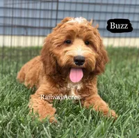 Buzz, a male Miniature Goldendoodle for sale in Milford, IN – 3 of 9