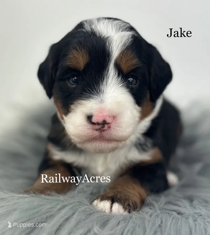 Jake – Miniature Bernedoodle puppy for sale in Milford, IN