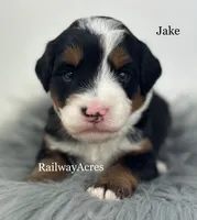 Jake, a male Miniature Bernedoodle for sale in Milford, IN – 1 of 2