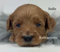 Sadie, a female Miniature Goldendoodle for sale in Milford, IN – 1 of 1