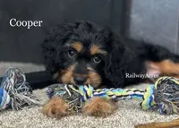 Cooper, a male Cavapoo for sale in Milford, IN – 1 of 5
