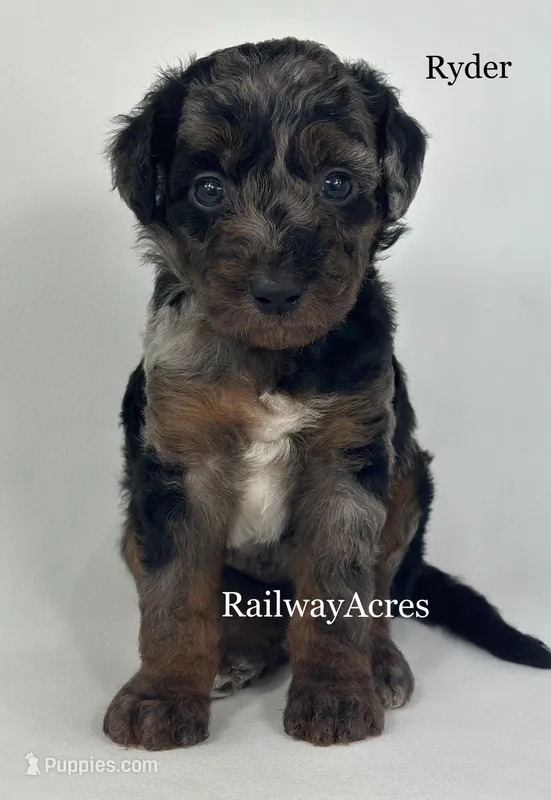 Ryder – Miniature Goldendoodle puppy for sale in Milford, IN