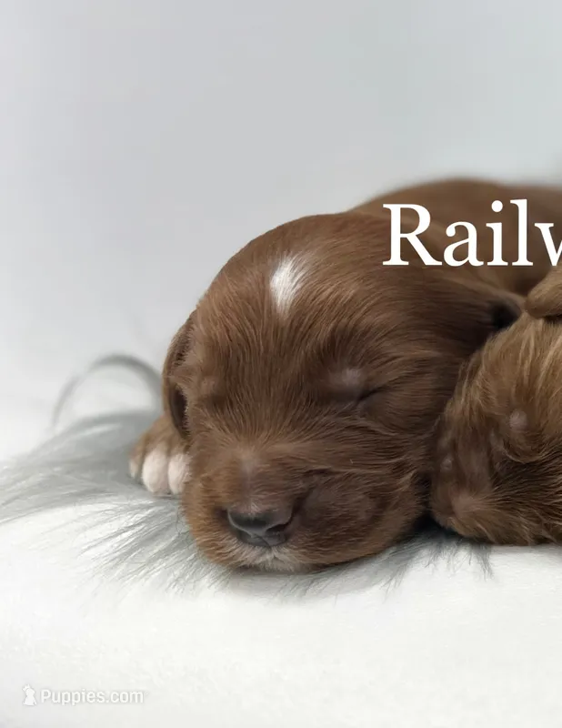 Boy 1 Mini – Miniature Goldendoodle puppy for sale in Milford, IN