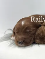 Boy 1 Mini, a male Miniature Goldendoodle for sale in Milford, IN – 1 of 2