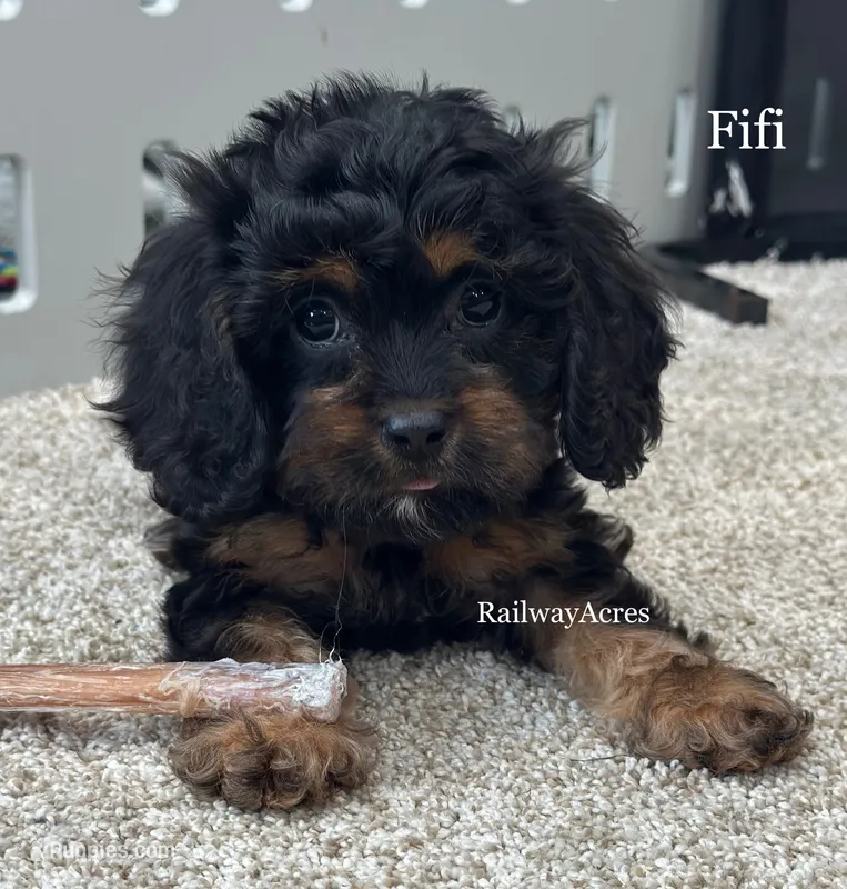 Fifi – Cavapoo puppy for sale in Milford, IN