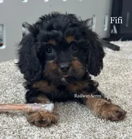 Fifi, a female Cavapoo for sale in Milford, IN – 1 of 7