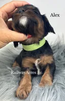 Alex, a male Cavapoo for sale in Milford, IN – 2 of 3