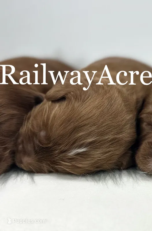 Boy 2 – Miniature Goldendoodle puppy for sale in Milford, IN