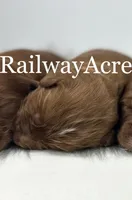 Boy 2, a male Miniature Goldendoodle for sale in Milford, IN – 1 of 2
