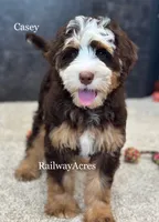 Casey, a female Miniature Bernedoodle for sale in Milford, IN – 2 of 4