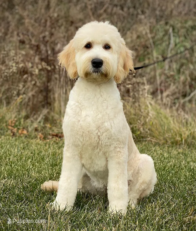 Toola, a female English Goldendoodle for sale in Milford, IN – Photo 1 of 3