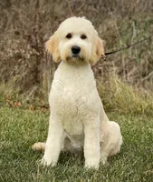 Toola, a female English Goldendoodle for sale in Milford, IN – Photo 1 of 3