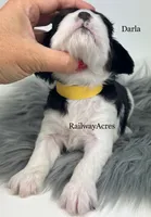 Darla, a female Cavapoo for sale in Milford, IN – 2 of 6