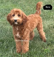 Rex, a male Miniature Goldendoodle for sale in Milford, IN – 2 of 8