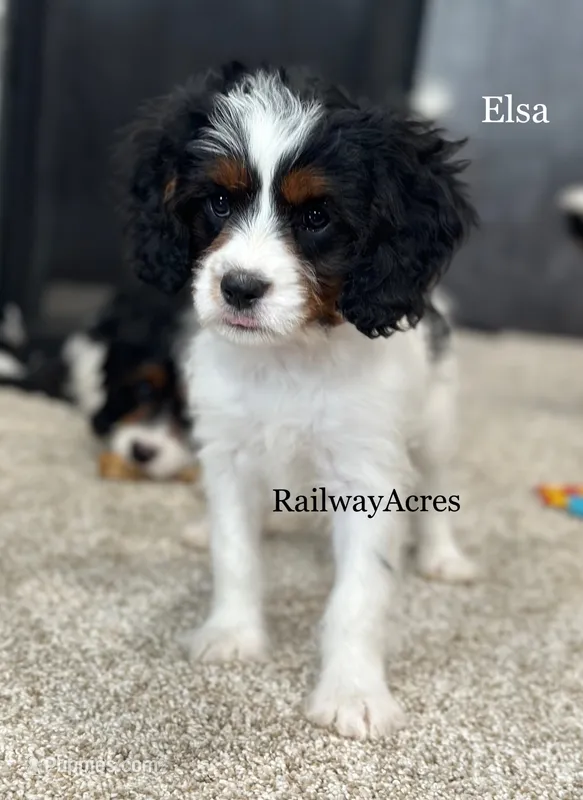 Elsa – Cavapoo puppy for sale in Milford, IN