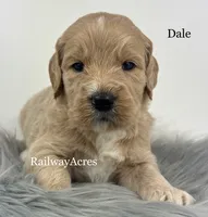 Dale- F1 Standard, a male English Goldendoodle for sale in Milford, IN – 1 of 2