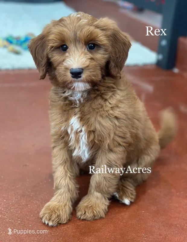 Rex – Miniature Goldendoodle puppy for sale in Milford, IN