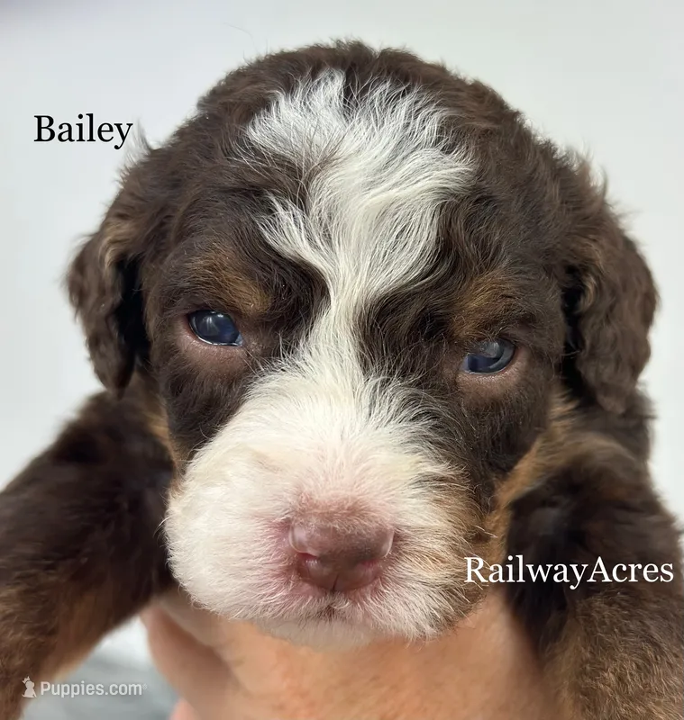 Bailey – Miniature Bernedoodle puppy for sale in Milford, IN