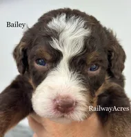 Bailey, a male Miniature Bernedoodle for sale in Milford, IN – 1 of 2