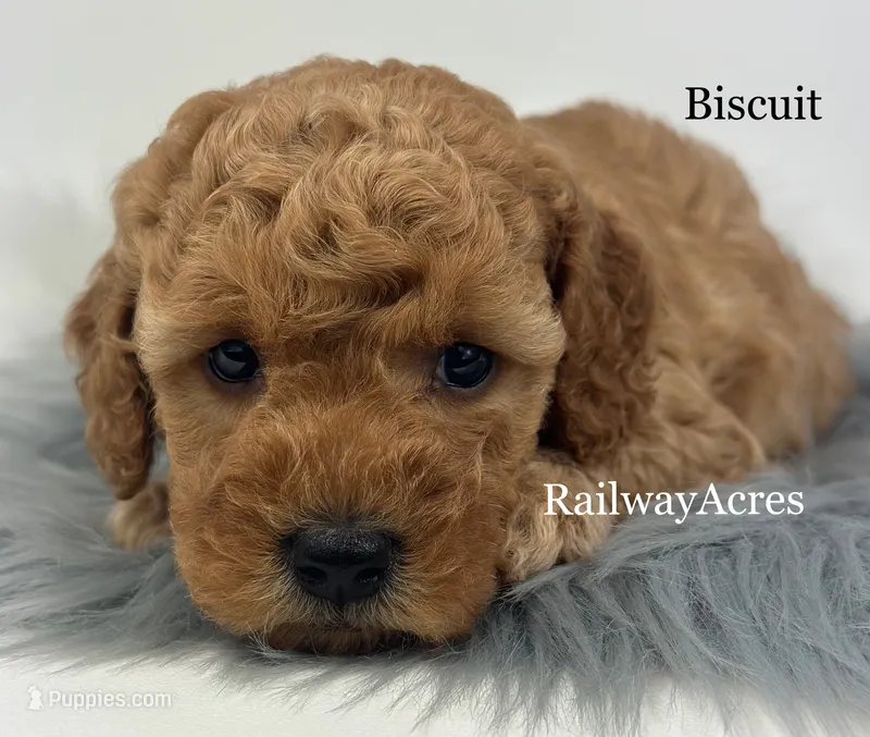 Biscuit-Petite – Miniature Goldendoodle puppy for sale in Milford, IN
