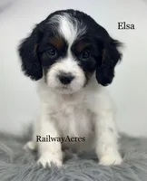 Elsa, a female Cavapoo for sale in Milford, IN – 1 of 7