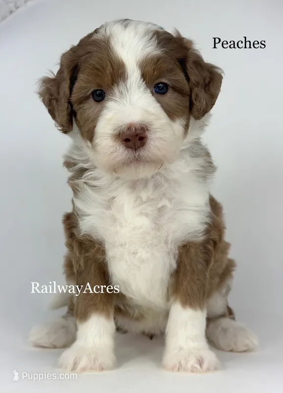 Peaches – Golden Mountain Doodle puppy for sale in Milford, IN