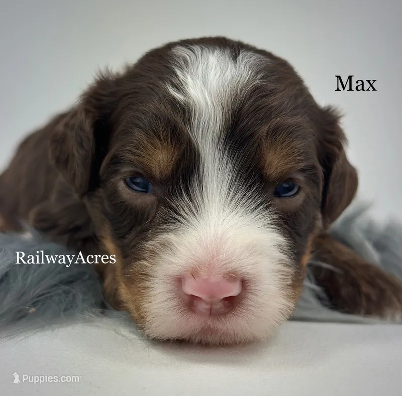Max – Miniature Bernedoodle puppy for sale in Milford, IN