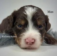 Max, a male Miniature Bernedoodle for sale in Milford, IN – 1 of 2