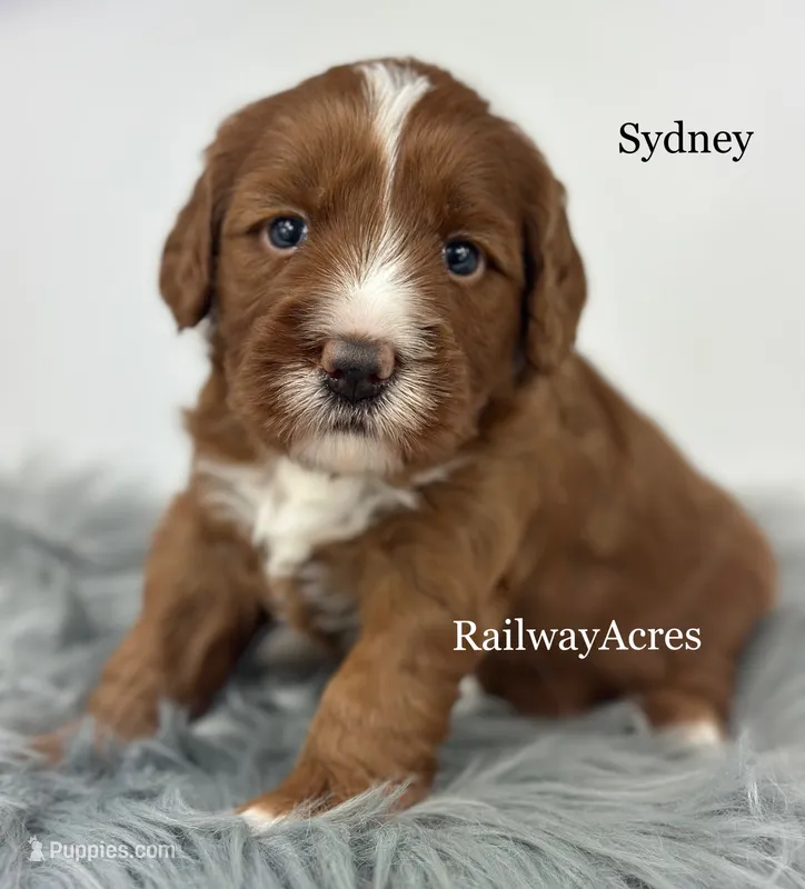Sydney – Miniature Goldendoodle puppy for sale in Milford, IN