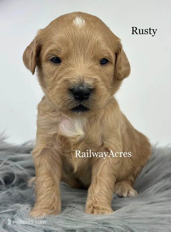 Rusty – English Goldendoodle puppy for sale in Milford, IN