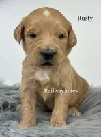 Rusty, a male English Goldendoodle for sale in Milford, IN – 1 of 1