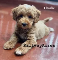 Charlie, a male Miniature Goldendoodle for sale in Milford, IN – 1 of 4