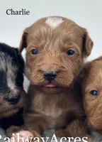 Charlie, a male Miniature Goldendoodle for sale in Milford, IN – 4 of 4