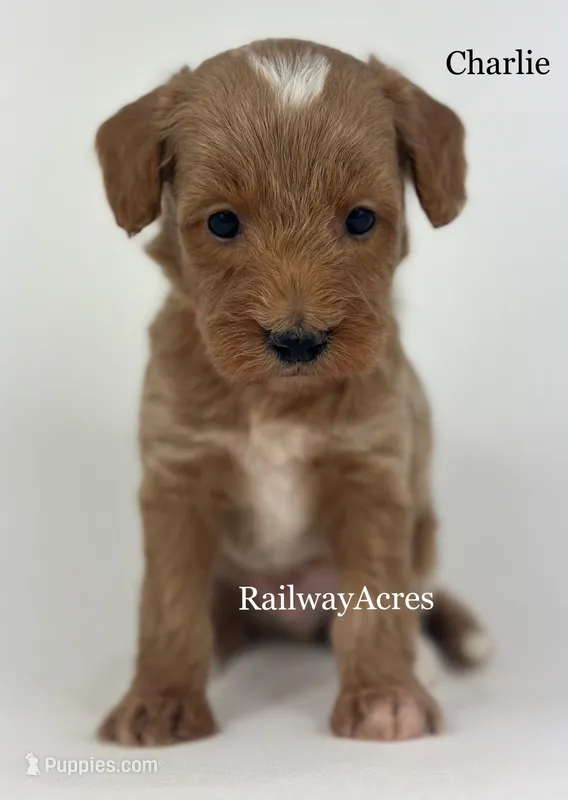Charlie – Miniature Goldendoodle puppy for sale in Milford, IN