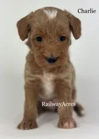 Charlie, a male Miniature Goldendoodle for sale in Milford, IN – 3 of 4