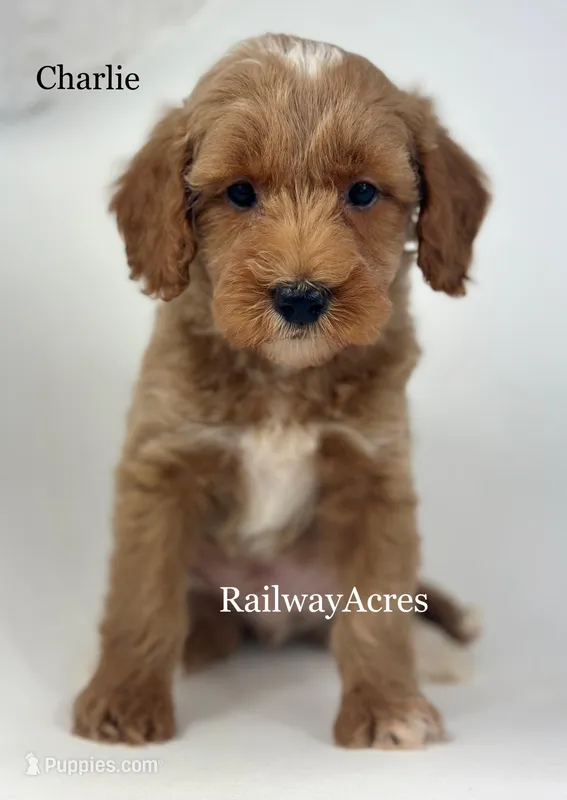 Charlie – Miniature Goldendoodle puppy for sale in Milford, IN