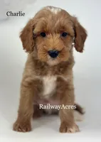 Charlie, a male Miniature Goldendoodle for sale in Milford, IN – 2 of 4
