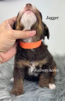 Jagger, a male Miniature Bernedoodle for sale in Milford, IN – 2 of 2