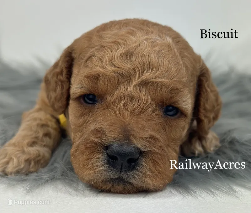 Biscuit-Petite – Miniature Goldendoodle puppy for sale in Milford, IN