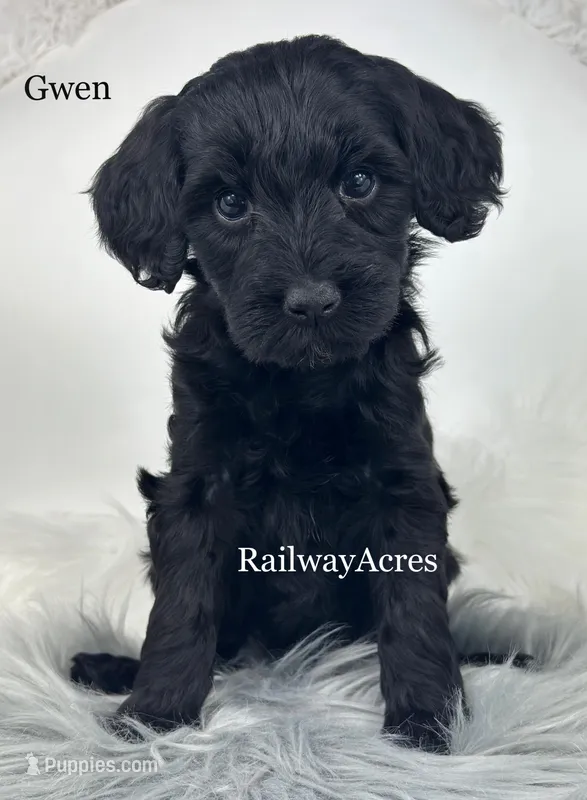 Gwen – Miniature Goldendoodle puppy for sale in Milford, IN