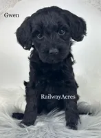 Gwen, a female Miniature Goldendoodle for sale in Milford, IN – Photo 1 of 2