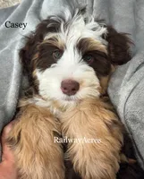 Casey, a female Miniature Bernedoodle for sale in Milford, IN – 4 of 4