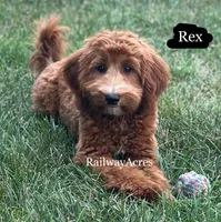 Rex, a male Miniature Goldendoodle for sale in Milford, IN – 1 of 8